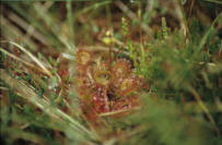 Rundblättriger Sonnentau (Drosera rotundifolia)Schützenbergmoor bei Oberhof