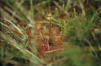 Rundblättriger Sonnentau (Drosera rotundifolia)Schützenbergmoor bei Oberhof